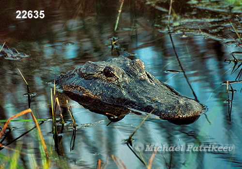 American Alligator (Alligator mississippiensis)